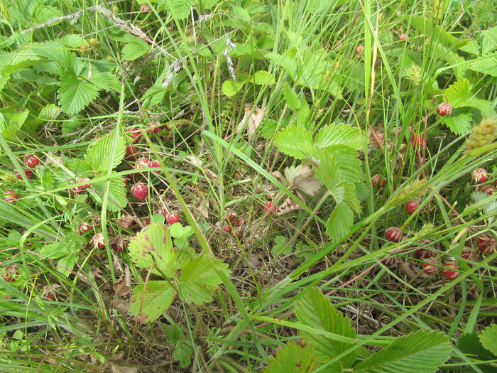 High angle view of berries growing on field