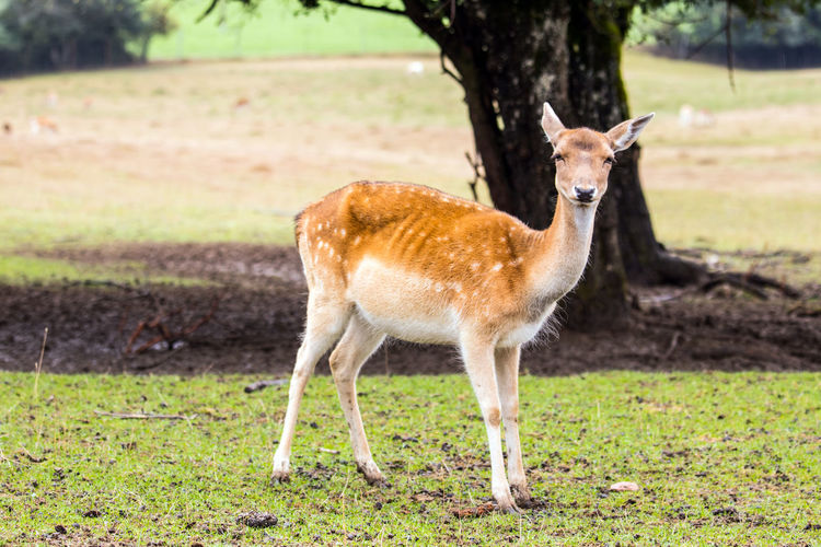 Deer standing in a field