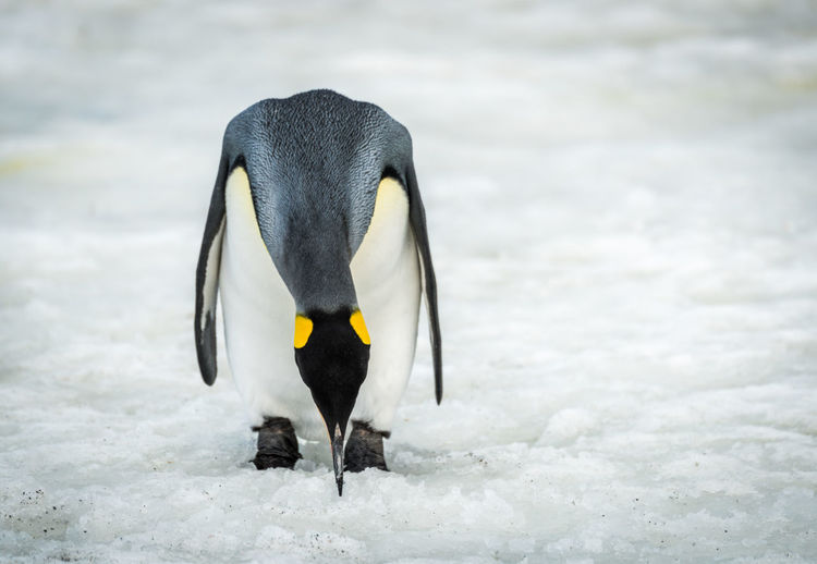 Close-up of penguin on frozen lake