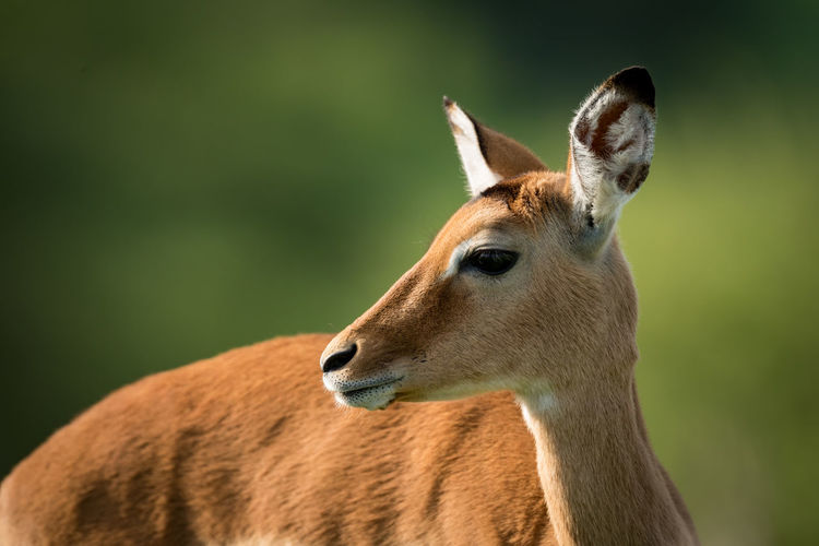 Close-up of female impala with turned head