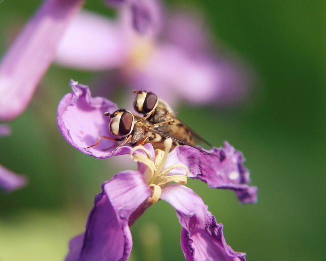 Macro shot of hoverflies mating on purple flower