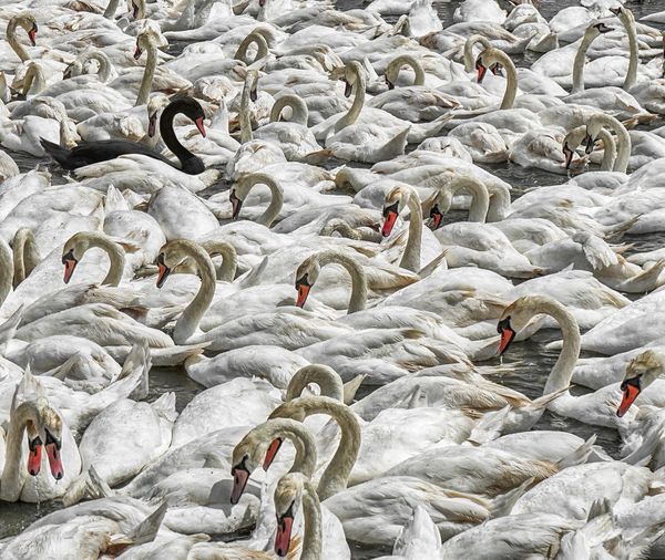 Full frame shot of swans