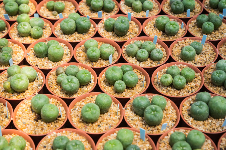 Full frame shot of cactus for sale in market