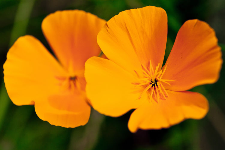Close-up of orange flower in park