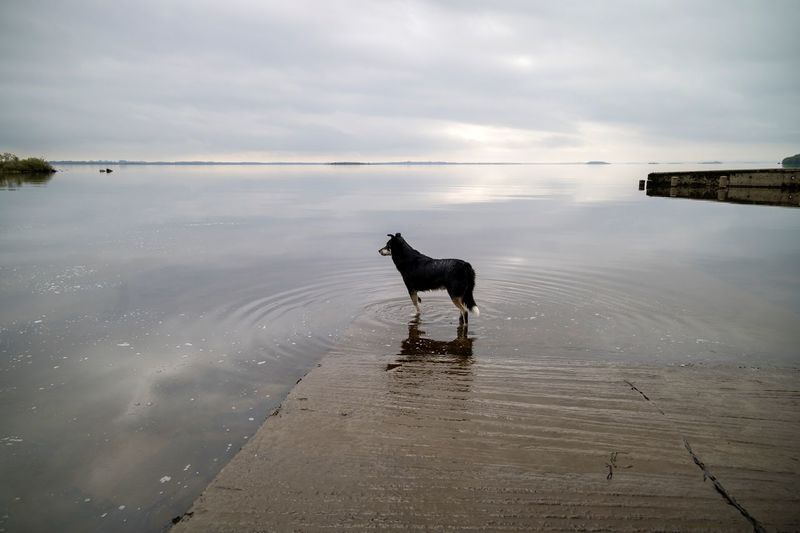 Dog standing in very still reflective lake water