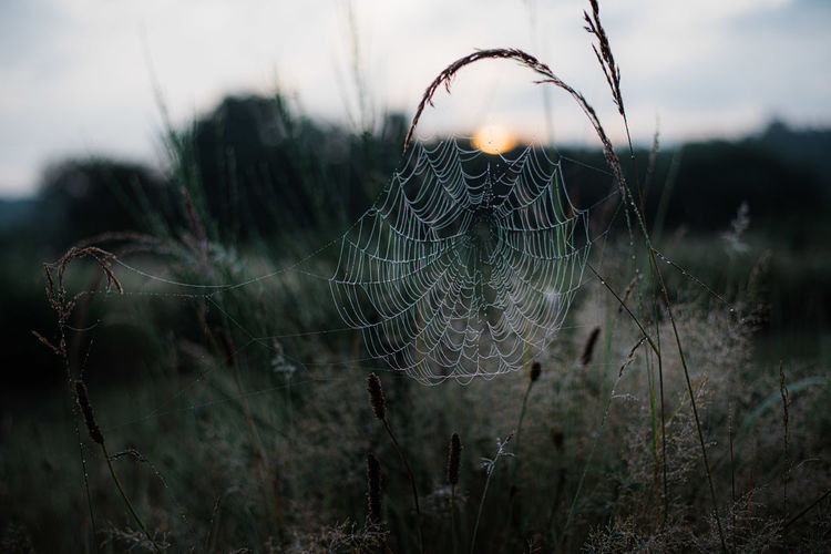 Spidernet in the morning mist