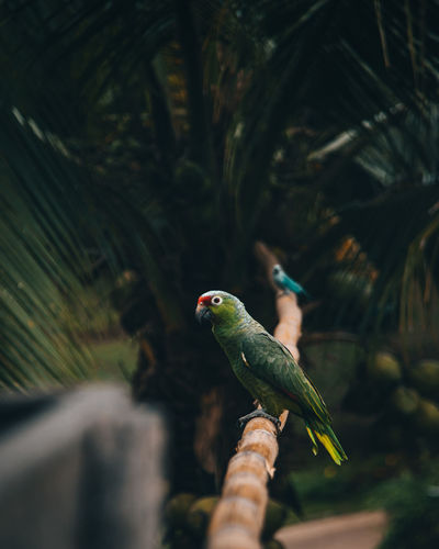 Green parrot perching on a branch