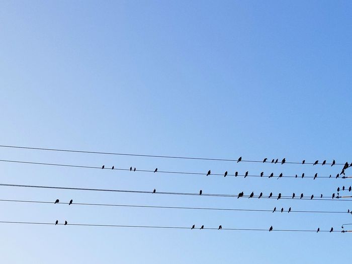 Low angle view of birds flying against clear blue sky
