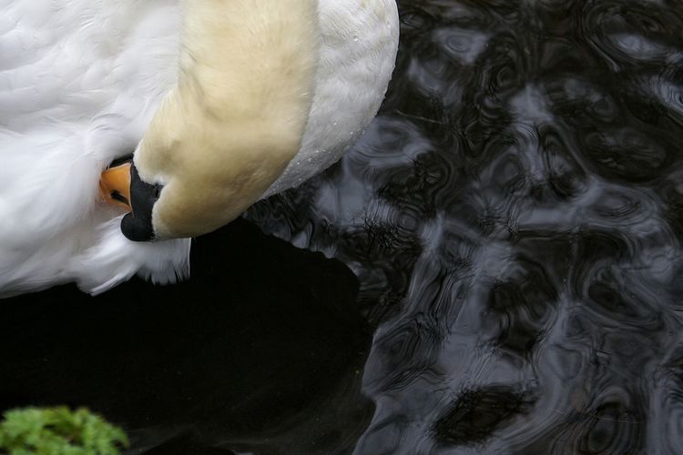 Close-up of mute swan