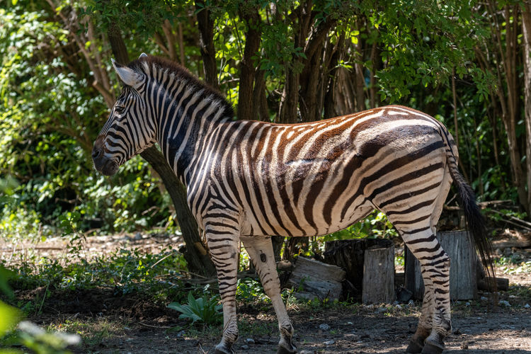 Zebra standing in a forest