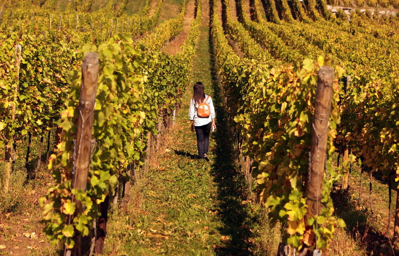 Rear view of woman walking in wineyard