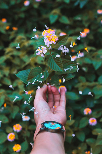 Cropped hand of woman by falling flower petals