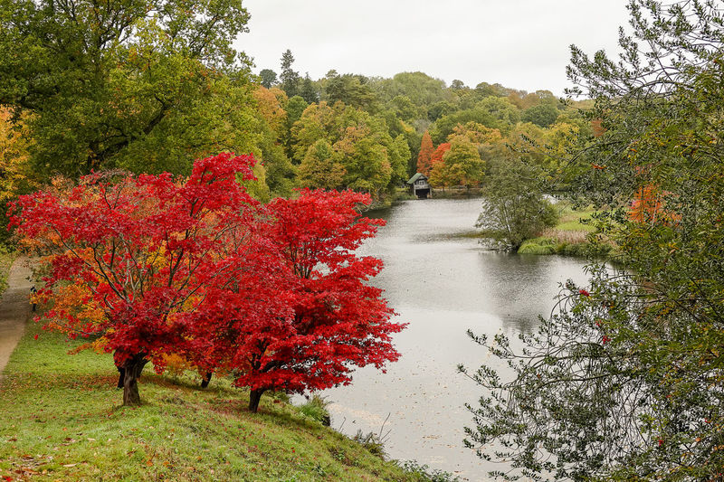 Trees and plants in forest during autumn