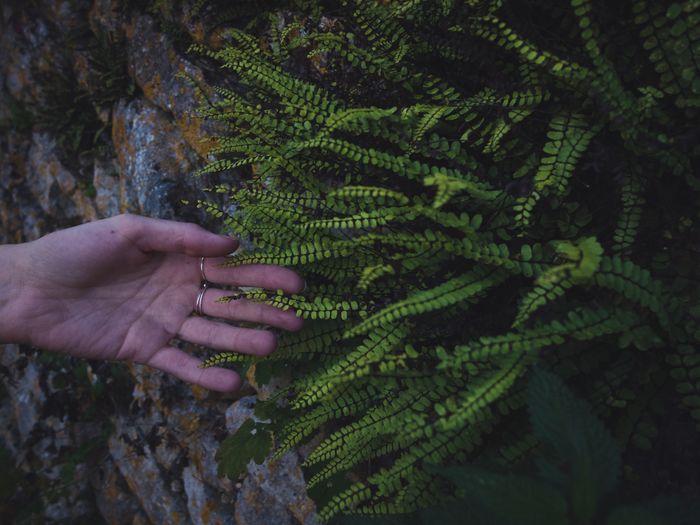 Close-up of hand holding fern tree in forest