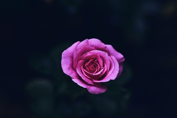 50 Single Rose Pictures Hd Download Authentic Images On Eyeem