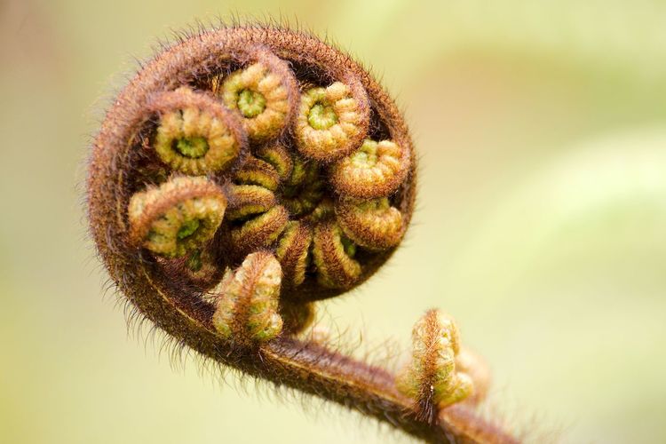 Close-up of fern frond