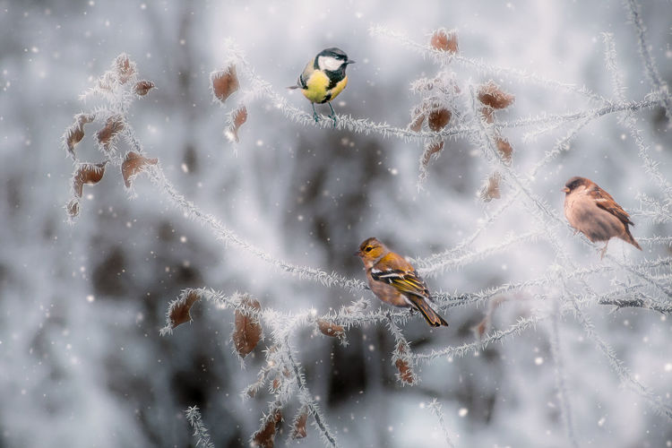 View of birds flying in snow