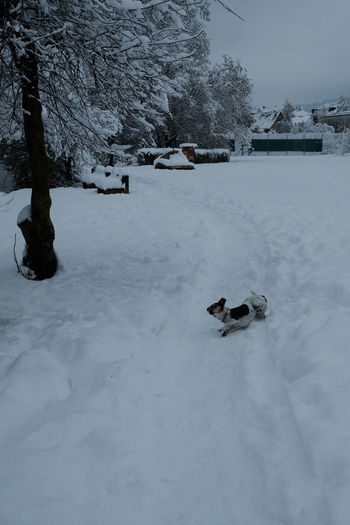 View of dog on snow covered field