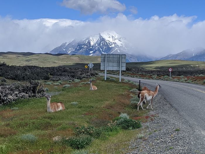 Live patagonia