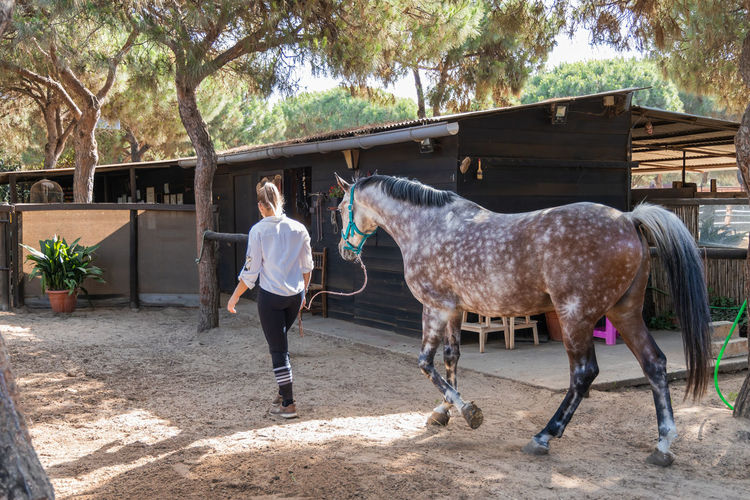 Back view of female equestrian leading dapple gray horse on sandy ground on ranch in summer