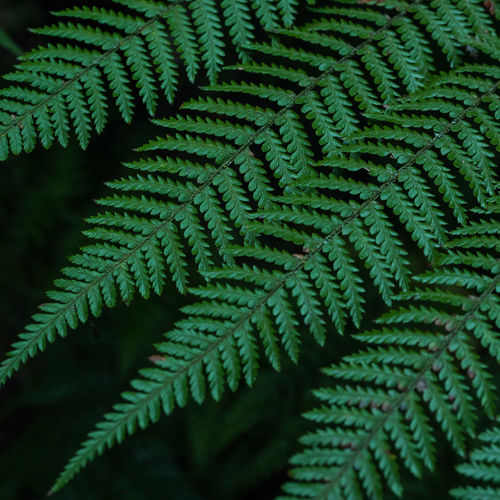 Full frame shot of green leaves