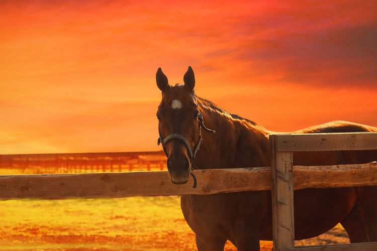 Horse standing in ranch against orange sky