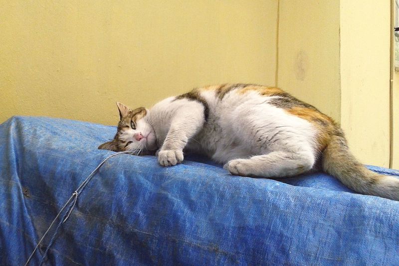 Cat relaxing on tarpaulin