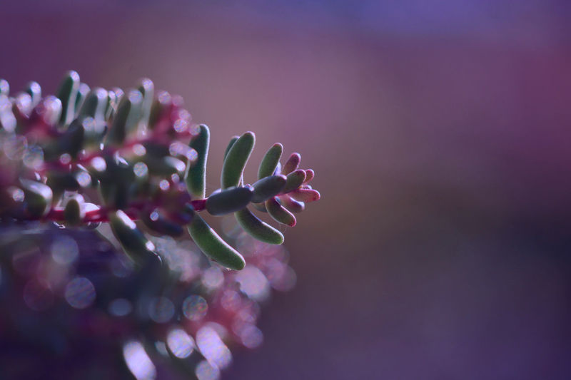 Close-up of dew on pink flowering plant