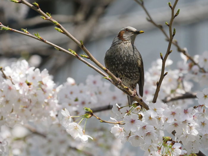 Close-up of bird perching on tree