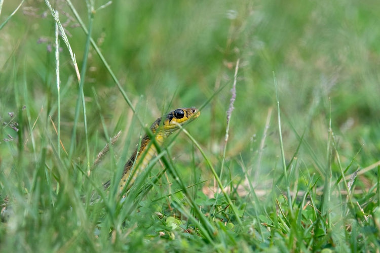 Closeup of snake amidst green grasses