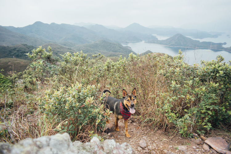Dog panting while standing on mountains against sky