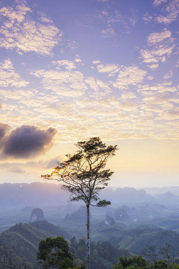 Tree on mountain against sky during sunset