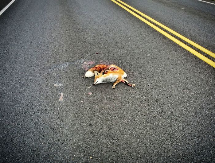 Dead animal on the road