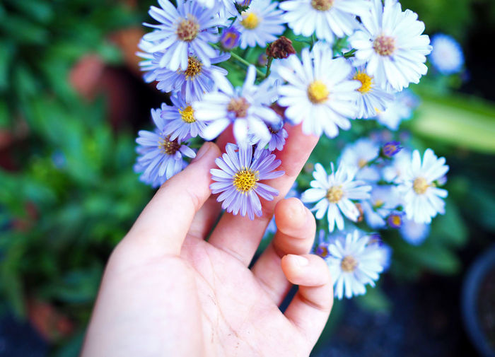 Close-up of hand holding purple flowering plant