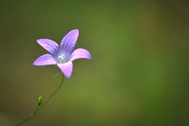 Close-up of purple flower