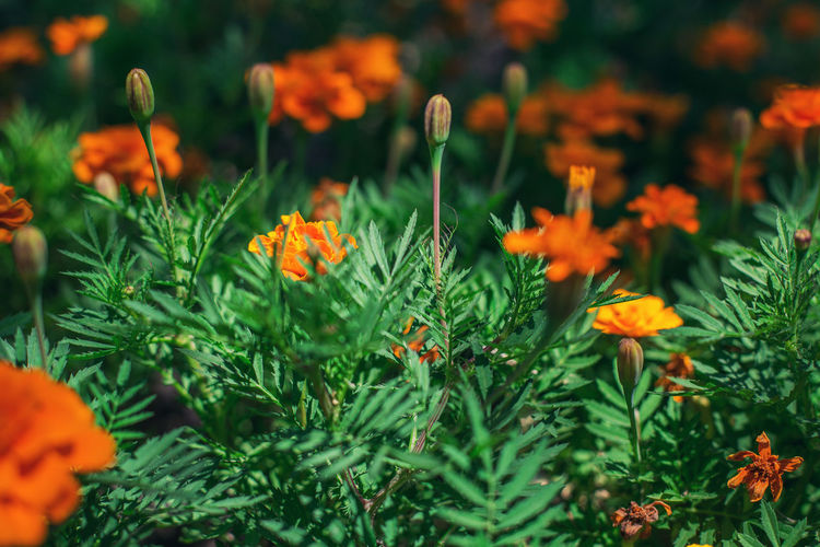 Close-up of orange flowers growing on field