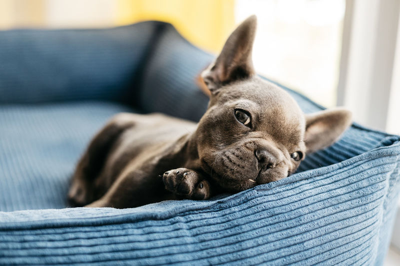 Beautiful french bulldog puppy lies in a blue couch