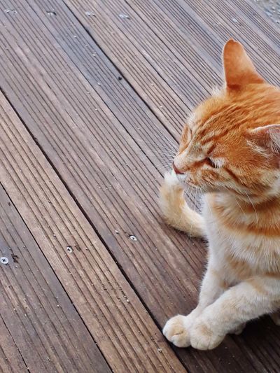 High angle view of cat on boardwalk