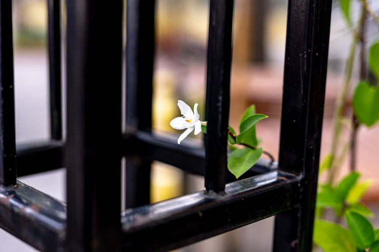 Close-up of white flower on window