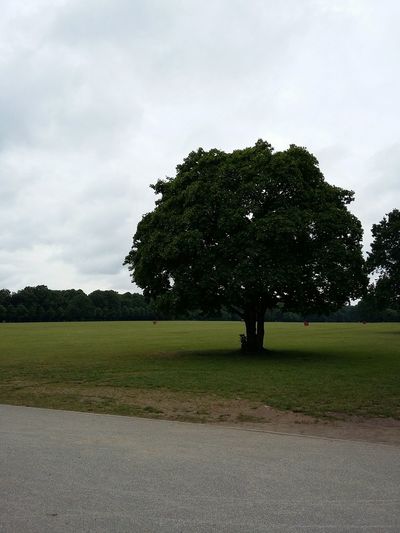 Trees on field against cloudy sky