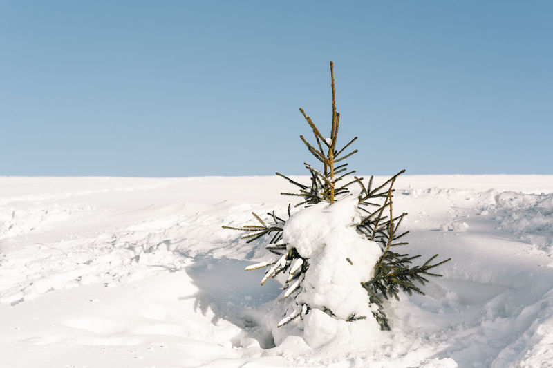 Single pine tree on snow covered land against clear sky
