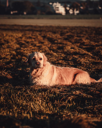 View of dog relaxing on field