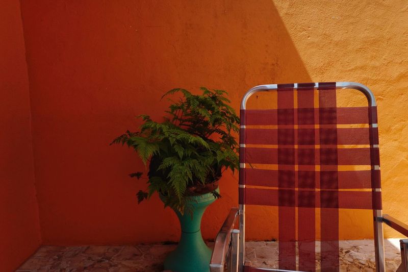 Close-up of potted plants in front of wall