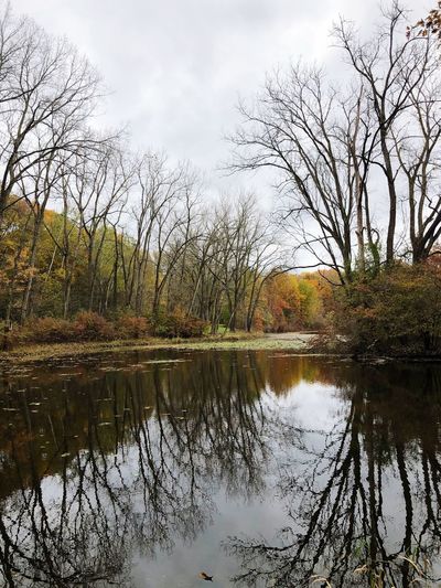 Reflection of trees in lake against sky