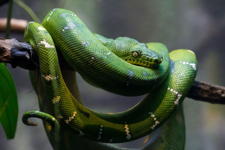 Close-up of green boa constrictor on tree branch 