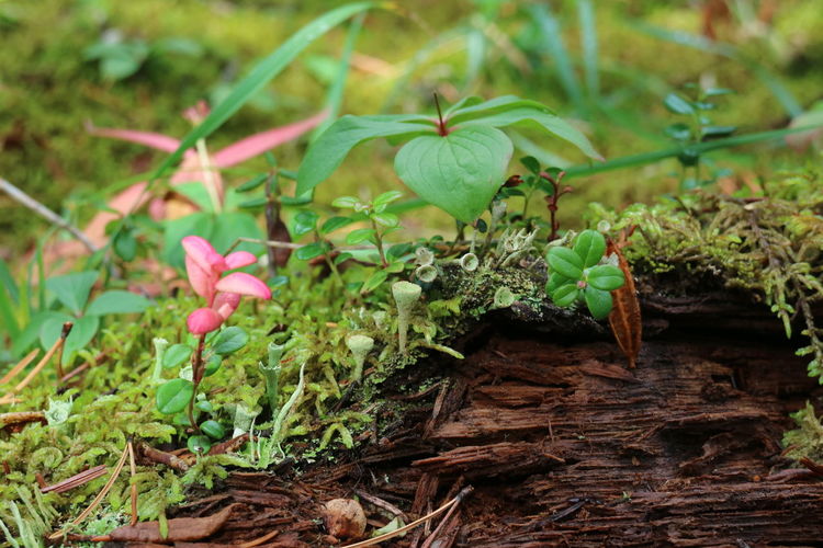 Close-up of pink flowering plants on land