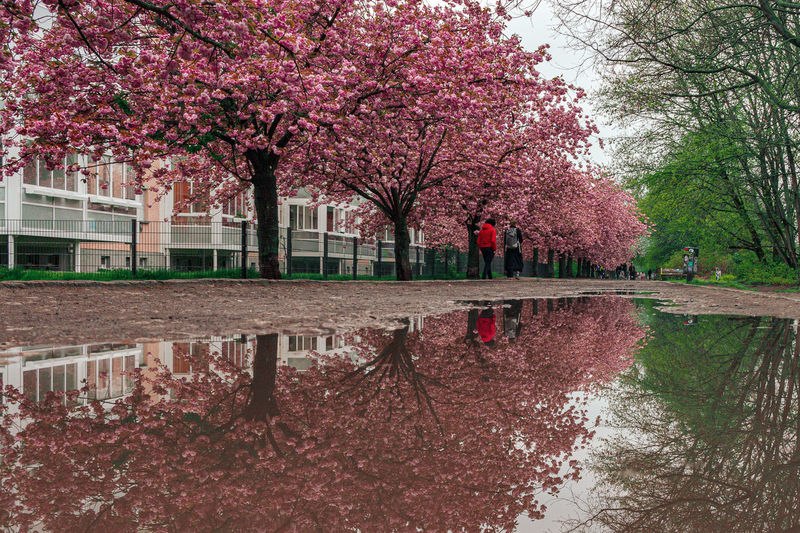 Cherry blossoms in park during rainy season