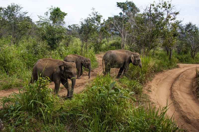 Elephant in a field
