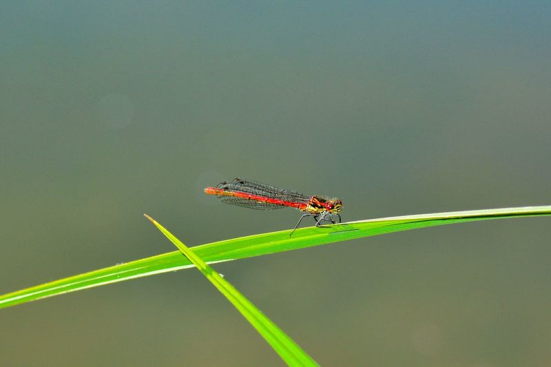 Close-up of a red dragonfly on leaf against blurred background