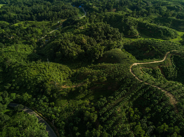 HIGH ANGLE VIEW OF PLANTS AND TREES IN FOREST